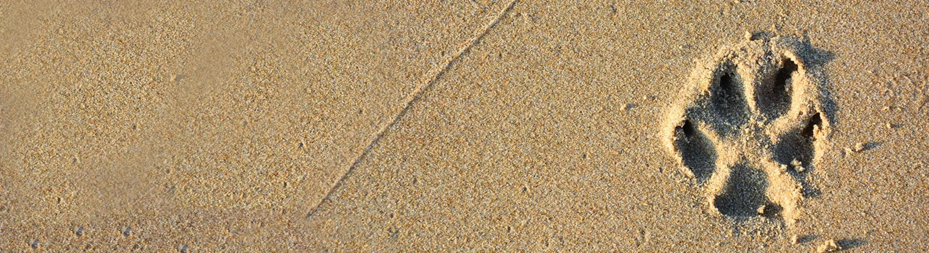 A paw print in sand A paw print in sand