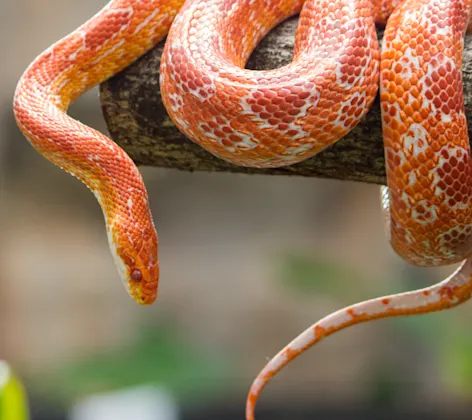 Snake on Branch Snake on Branch