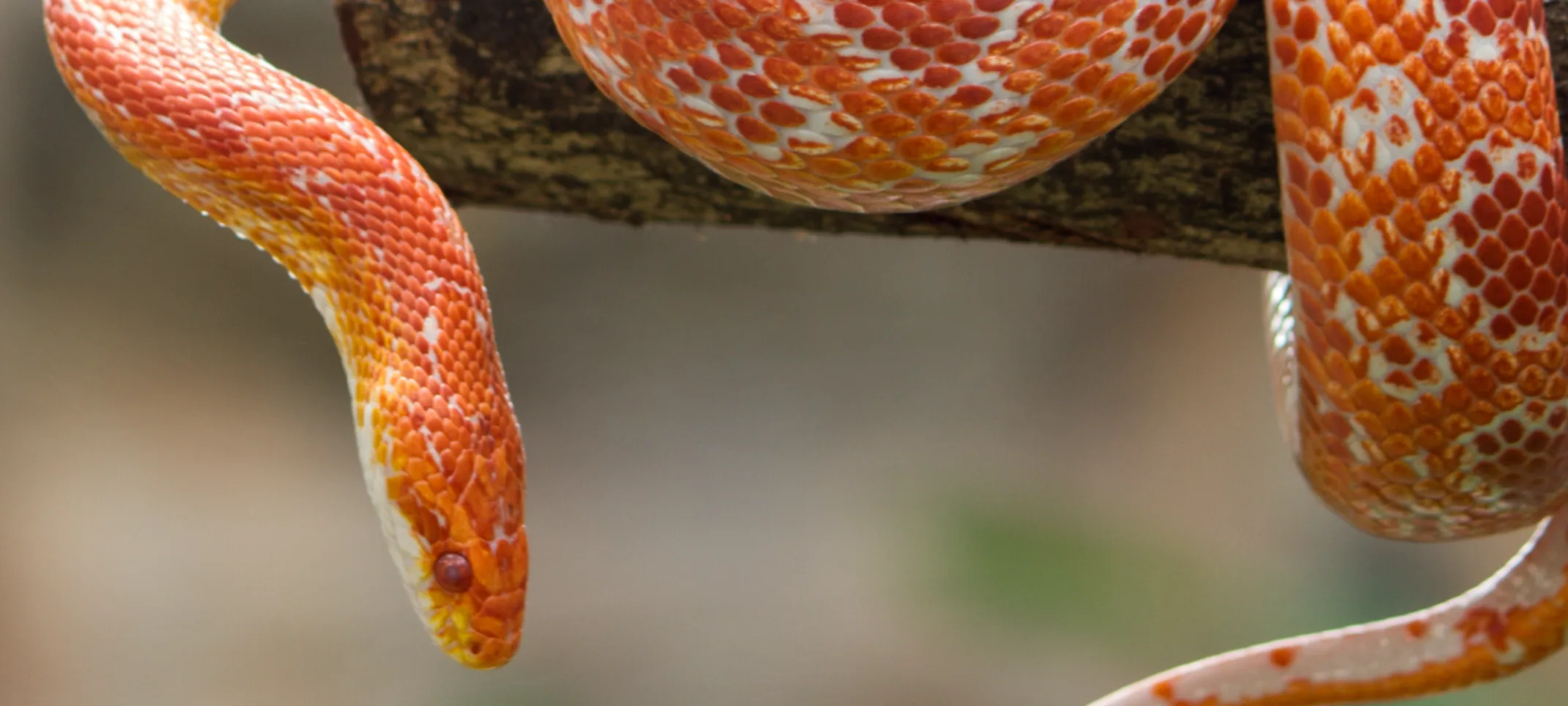 Snake on Branch Snake on Branch