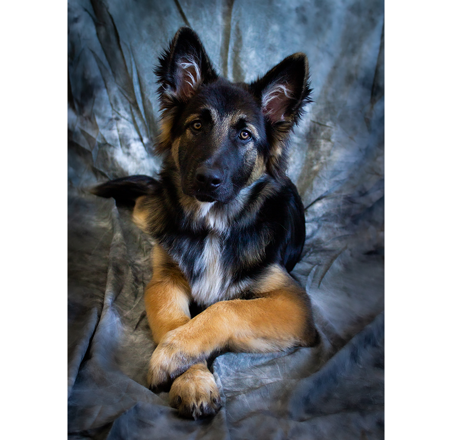 Navy the German Shepard