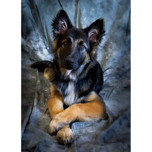 Navy the German Shepard Navy the German Shepard