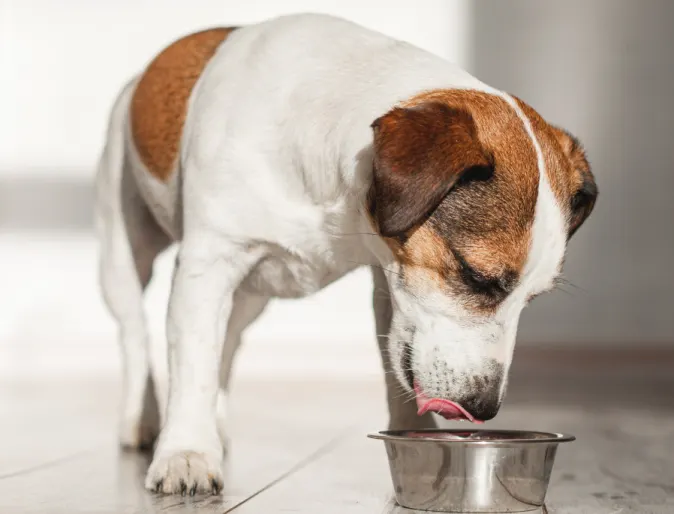 Small dog drinking water