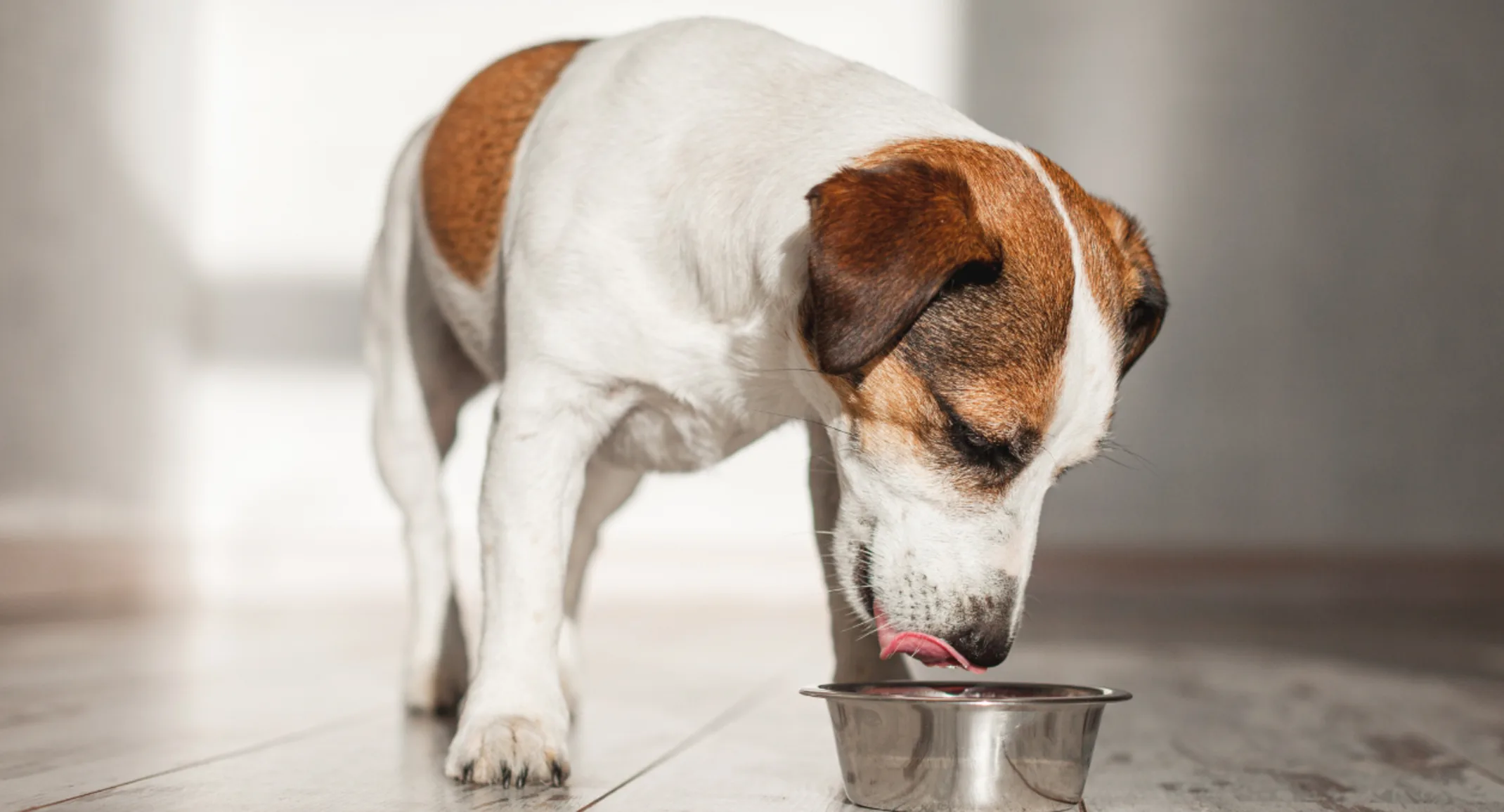 Small dog drinking water Small dog drinking water