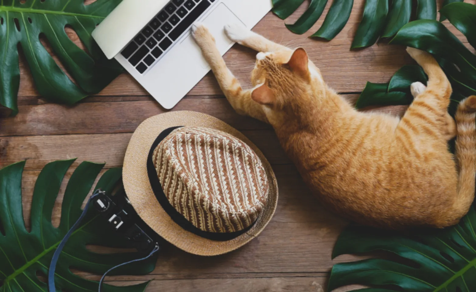 Orange Cat Using Laptop Laying on Tropical Leaves Orange Cat Using Laptop Laying on Tropical Leaves