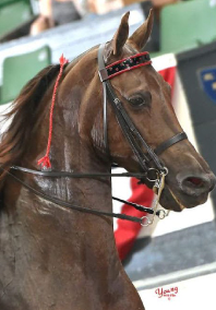 Performance horse wearing a bridle