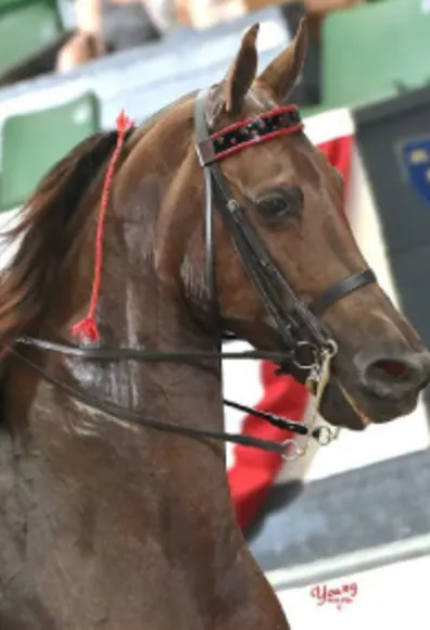 Performance horse wearing a bridle Performance horse wearing a bridle