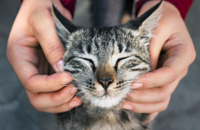 Riverside Animal Hospital