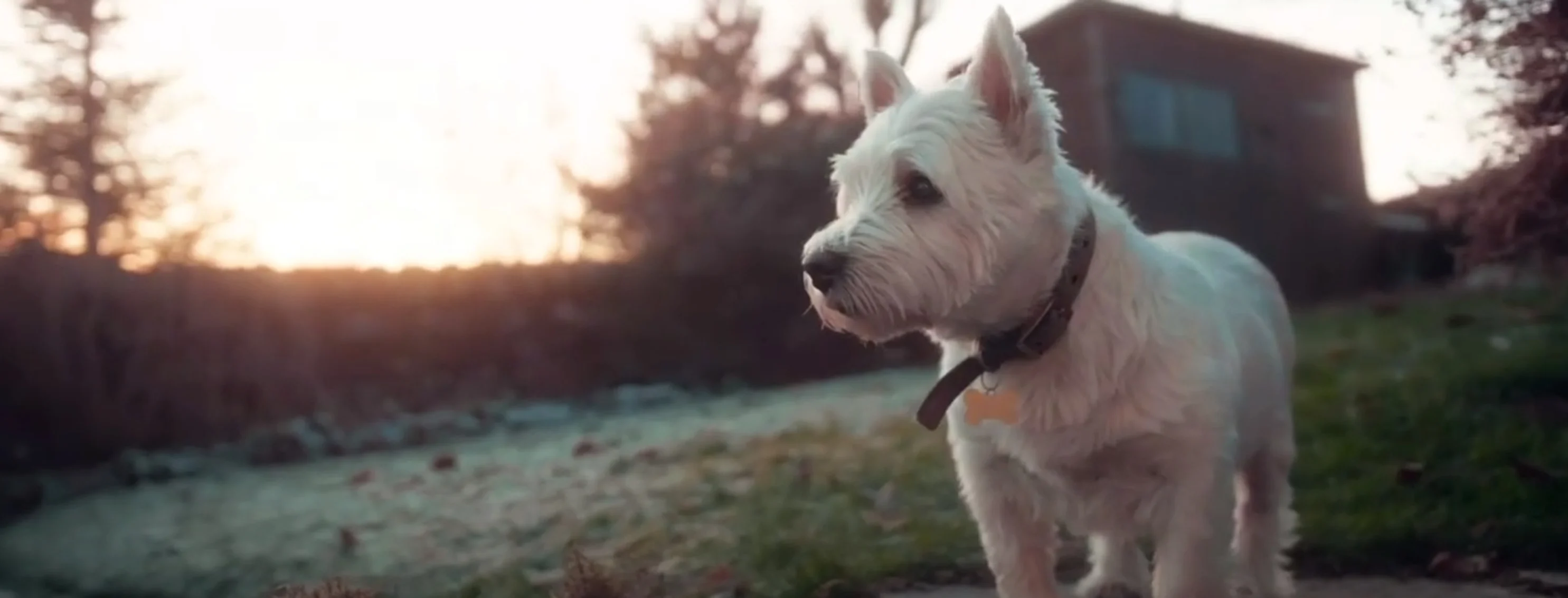 A scruffy dog looking out the window and then standing outside