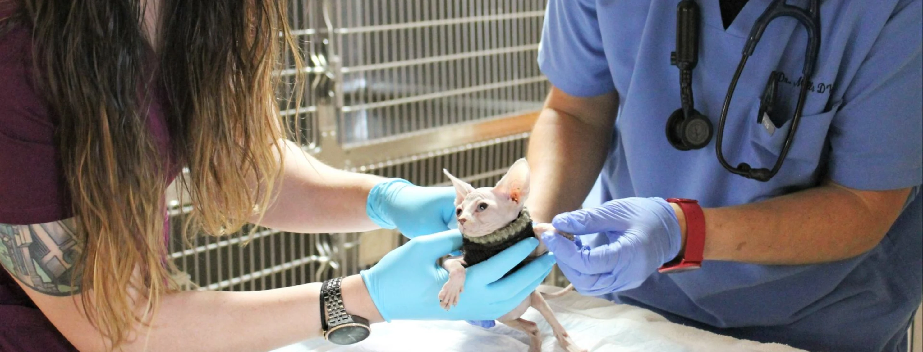 Emergency Hairless Kitten Emergency Hairless Kitten