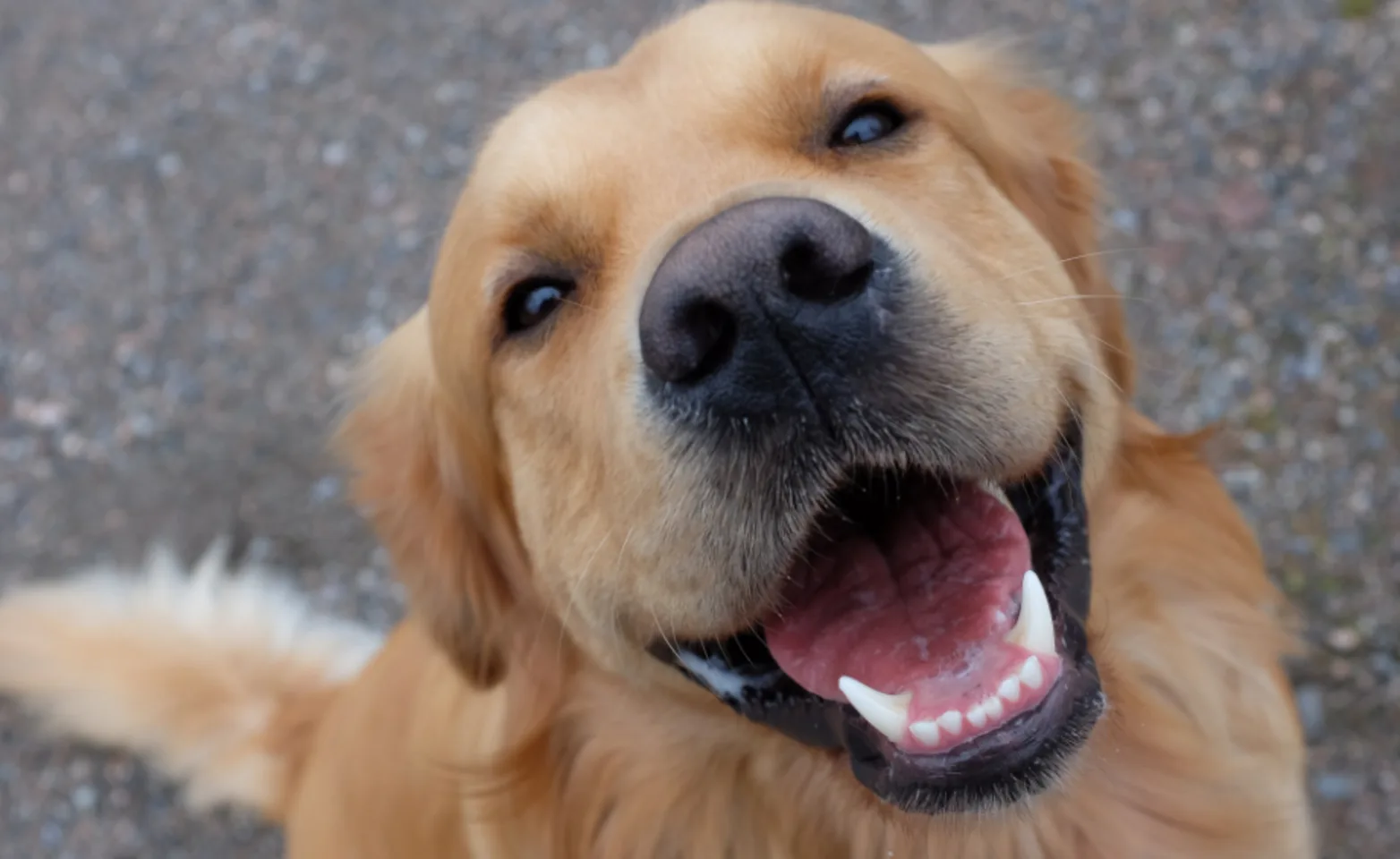 Golden Retriever Smiling at the Camera Golden Retriever Smiling at the Camera