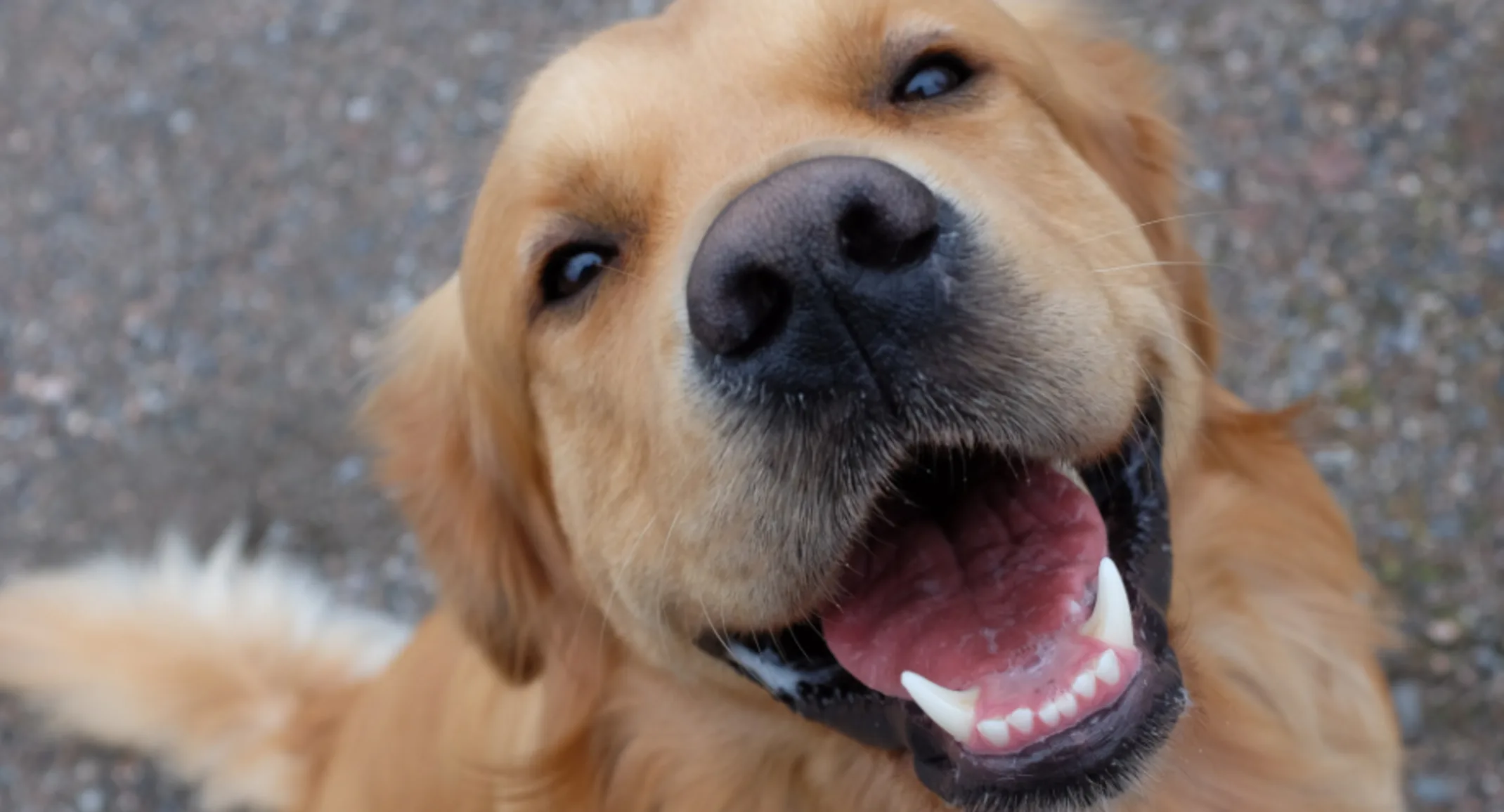 Golden Retriever Smiling at the Camera Golden Retriever Smiling at the Camera