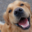 Golden Retriever Smiling at the Camera