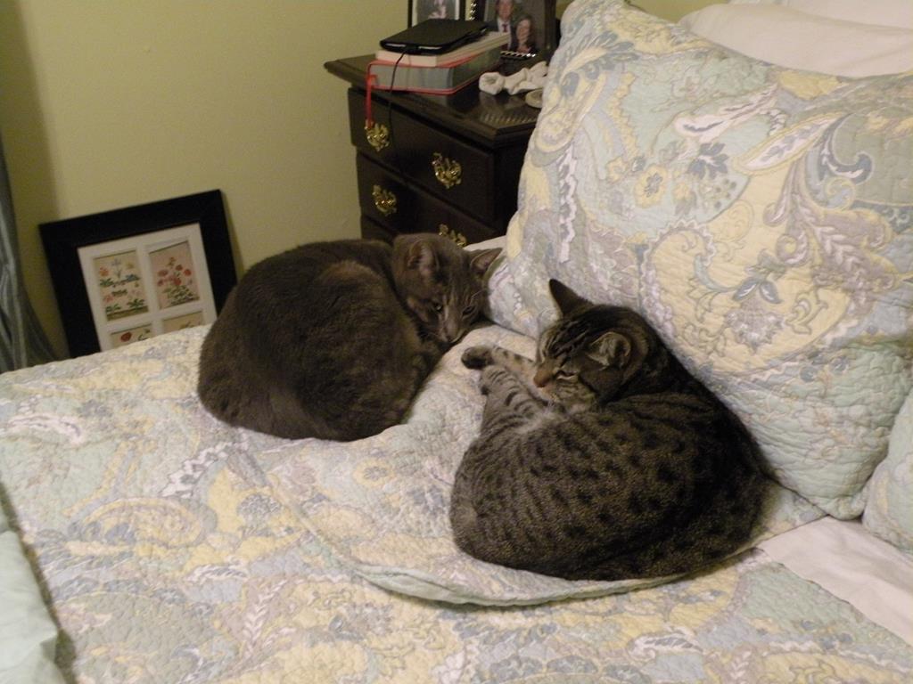 Two cats on a bed