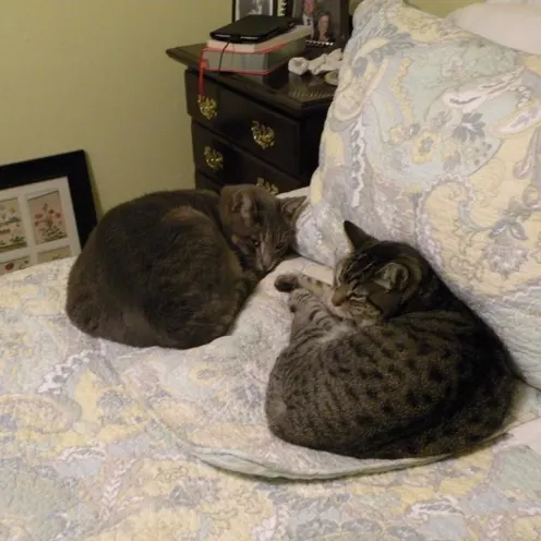 Two cats on a bed