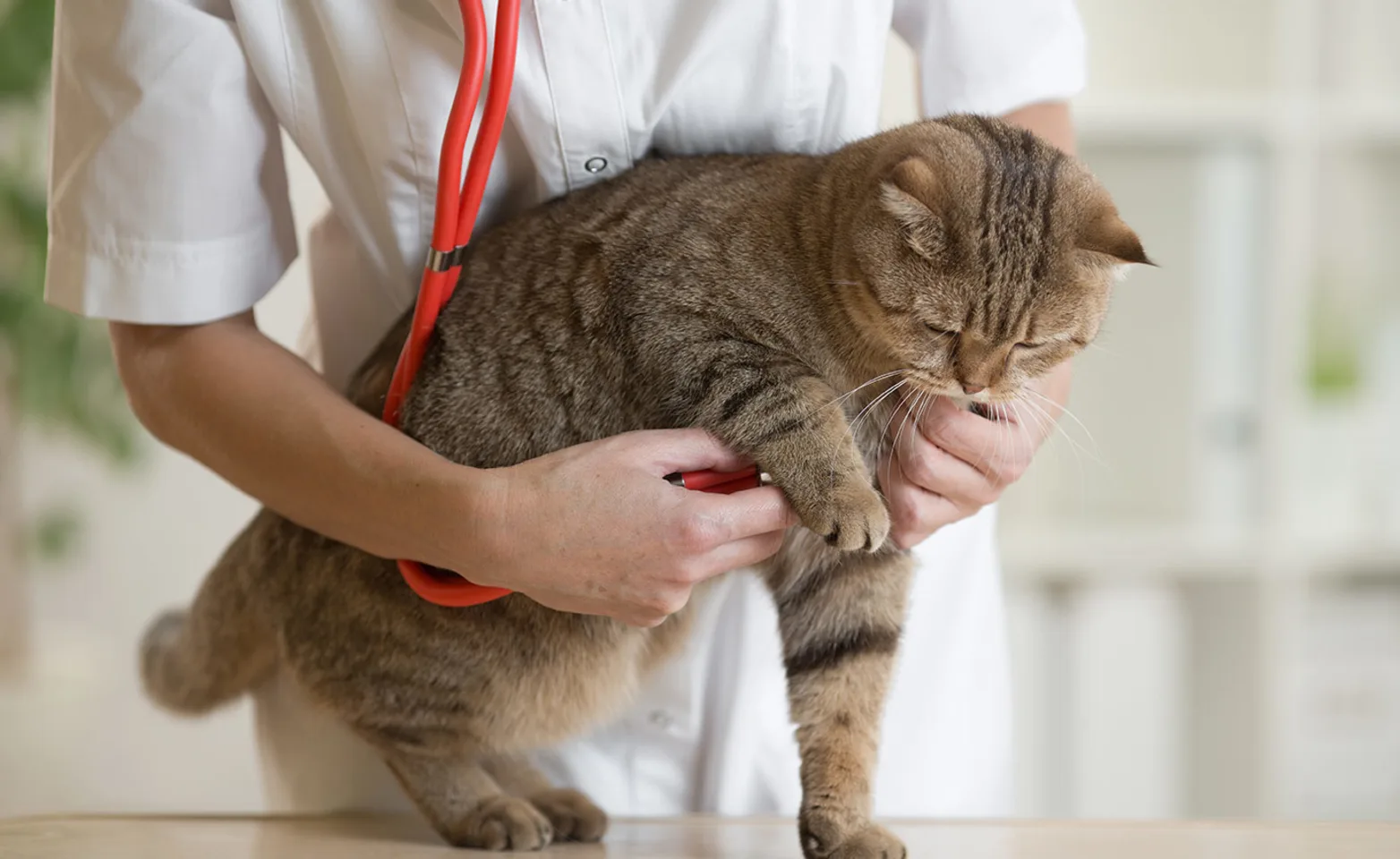 Tabby brown cat is getting a checkup from a Veterinarian. Checking his / her pulse. 