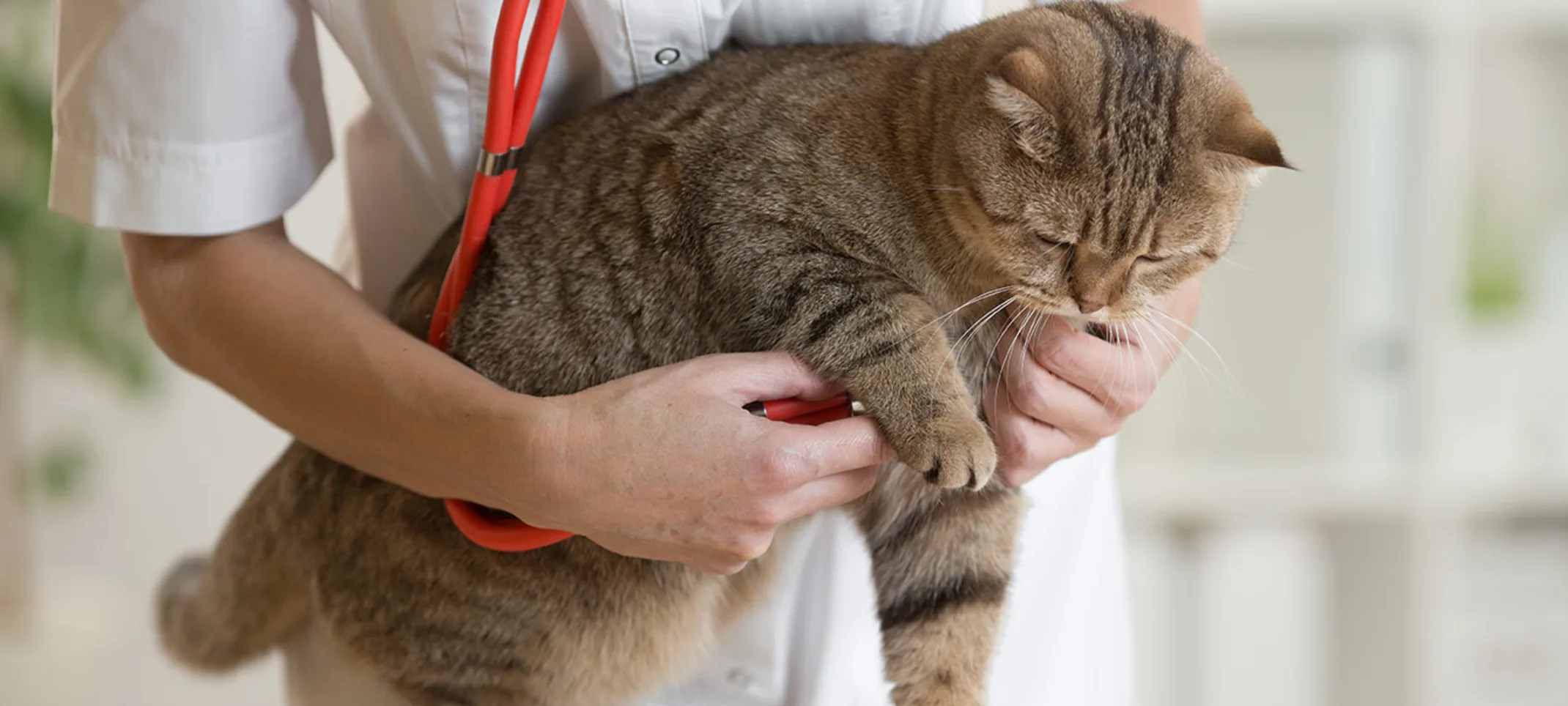 Tabby brown cat is getting a checkup from a Veterinarian. Checking his / her pulse. 