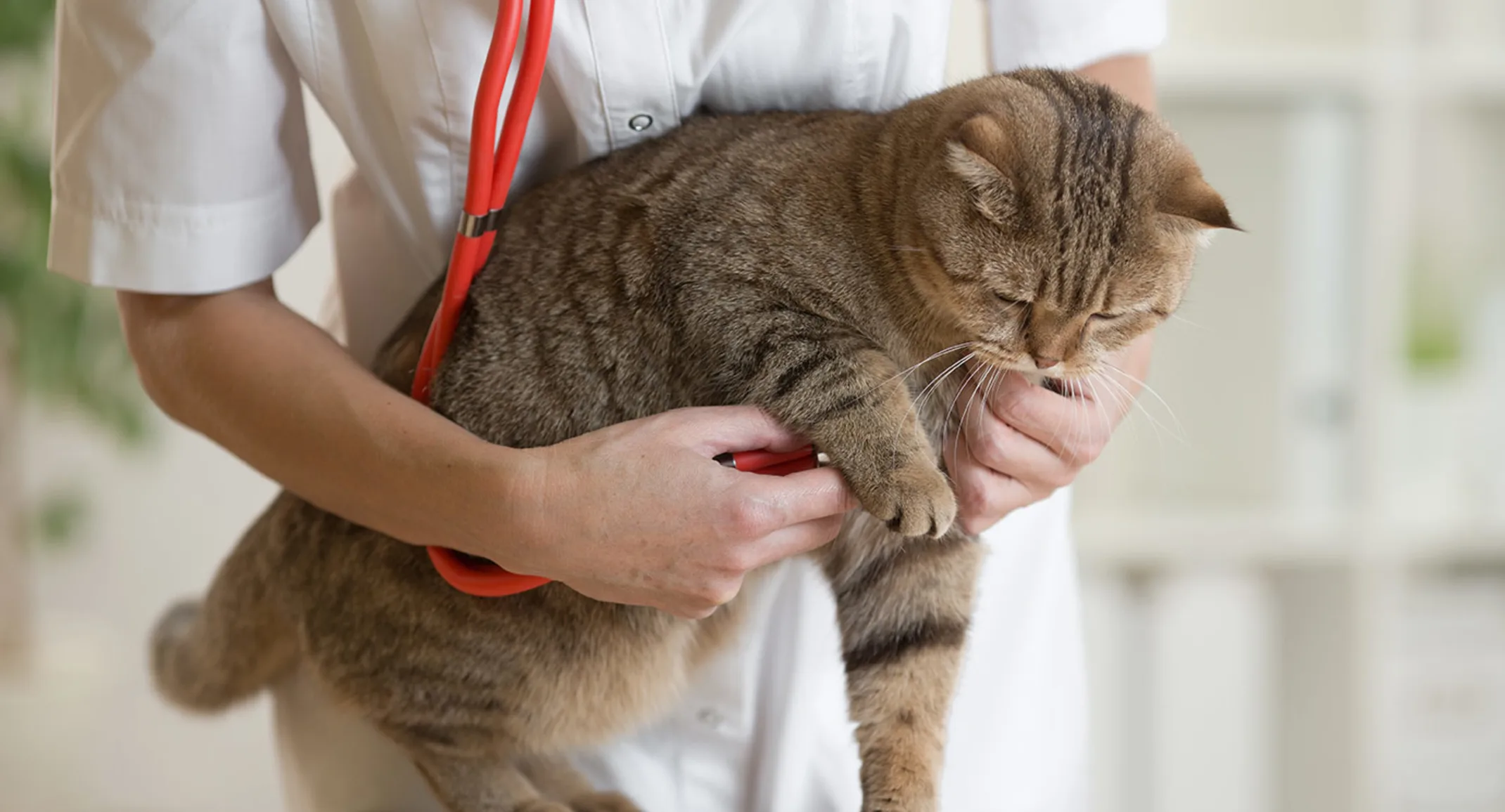 Tabby brown cat is getting a checkup from a Veterinarian. Checking his / her pulse. Tabby brown cat is getting a checkup from a Veterinarian. Checking his / her pulse.