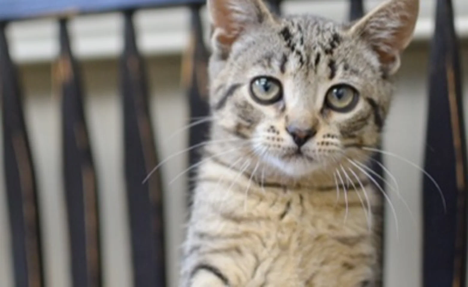 Grey kitten standing on hind legs Grey kitten standing on hind legs