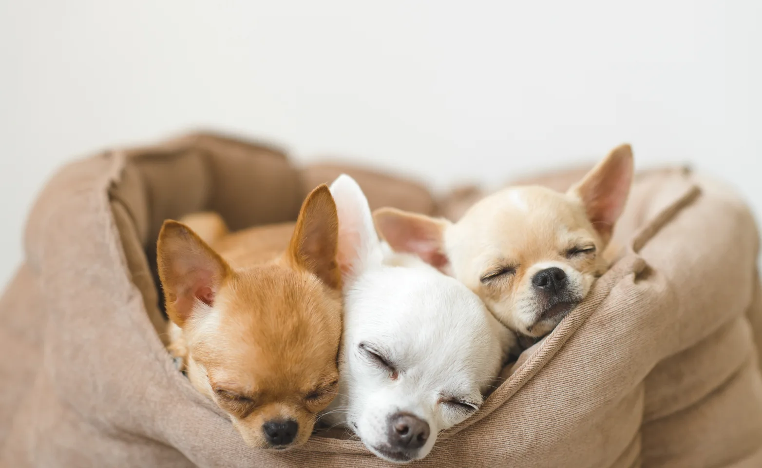Chihuahua dogs sleeping in dog bed together