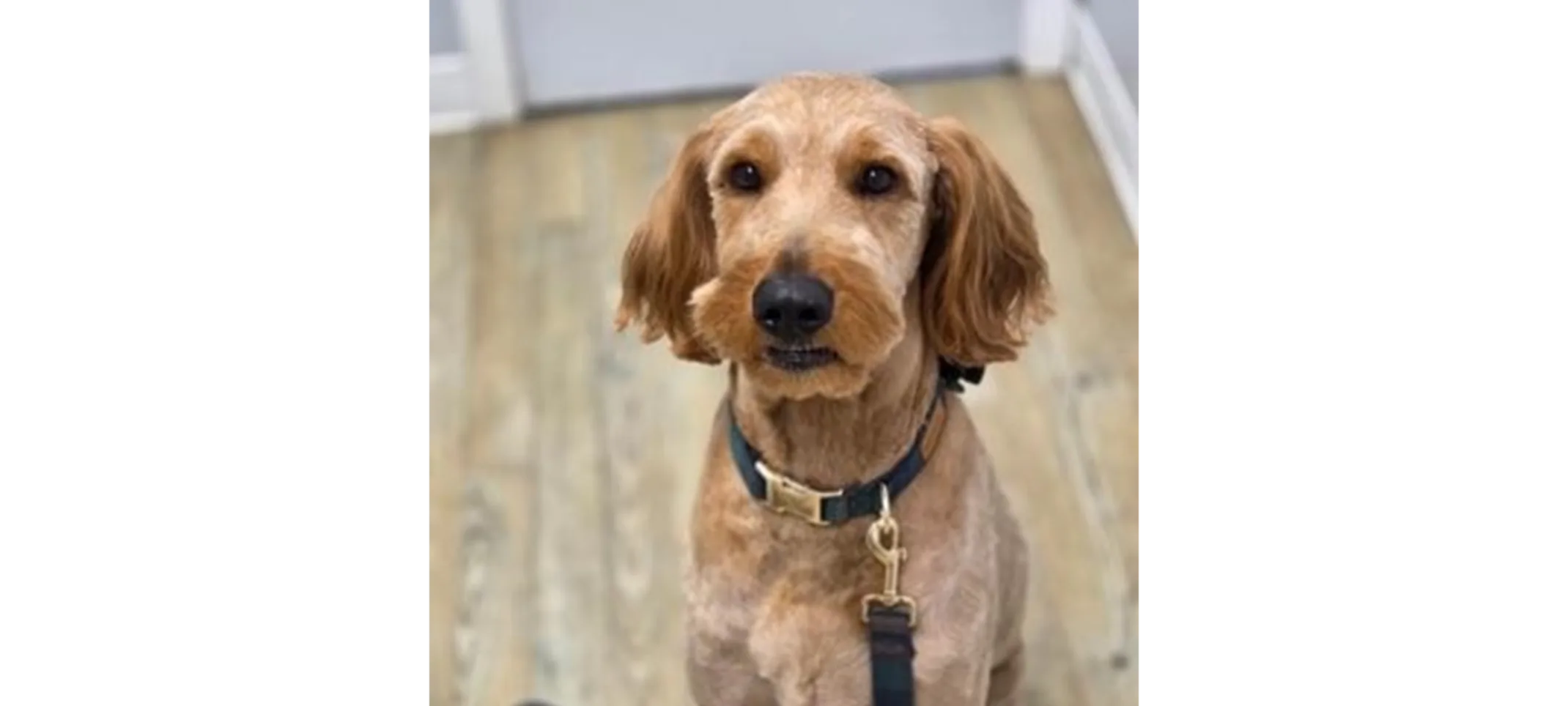 Brown dog looking up. Brown dog looking up.