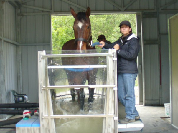 Veterinarian holding bridle of horse walking on water treadmill