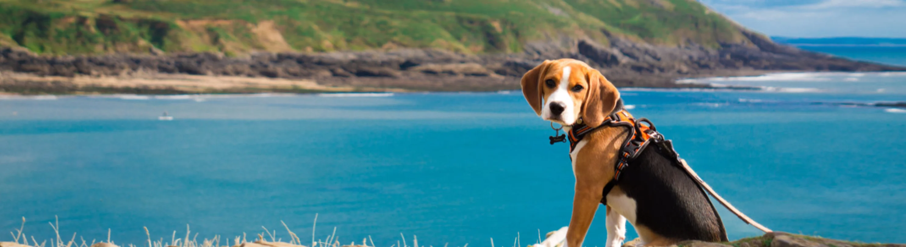 Dog Sitting by the Coast