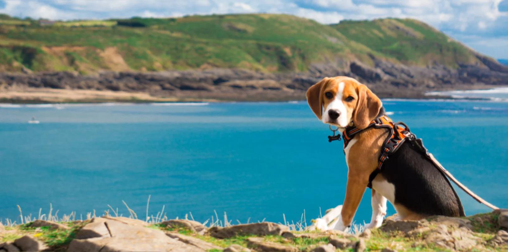 Dog Sitting by the Coast Dog Sitting by the Coast