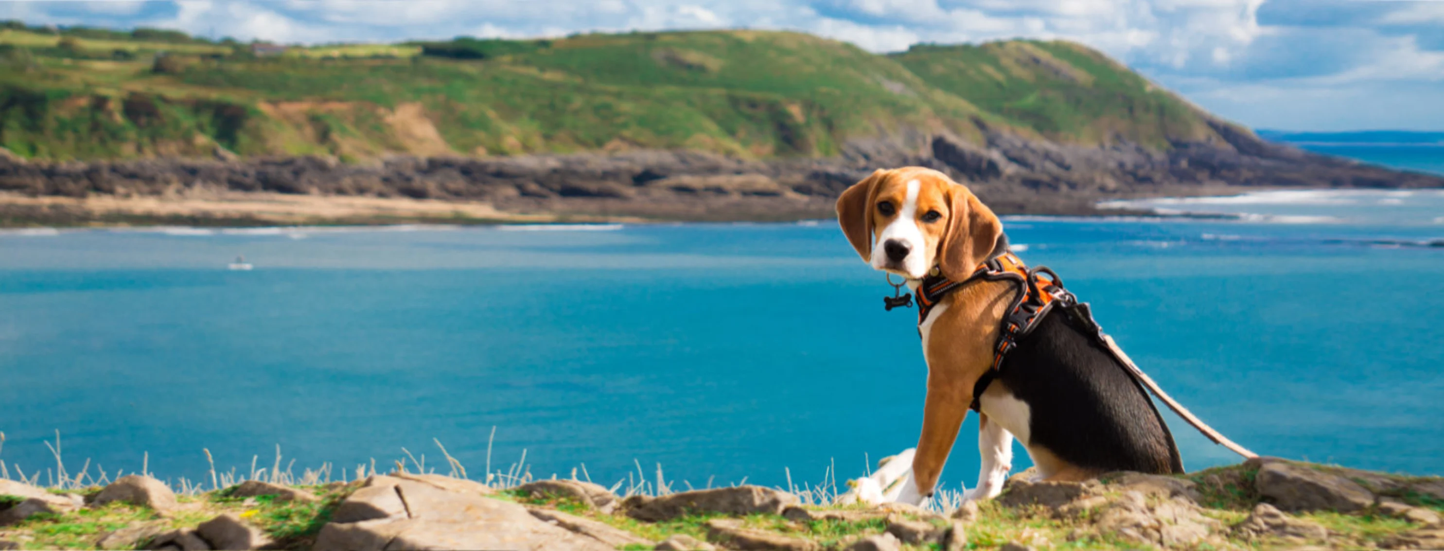 Dog Sitting by the Coast