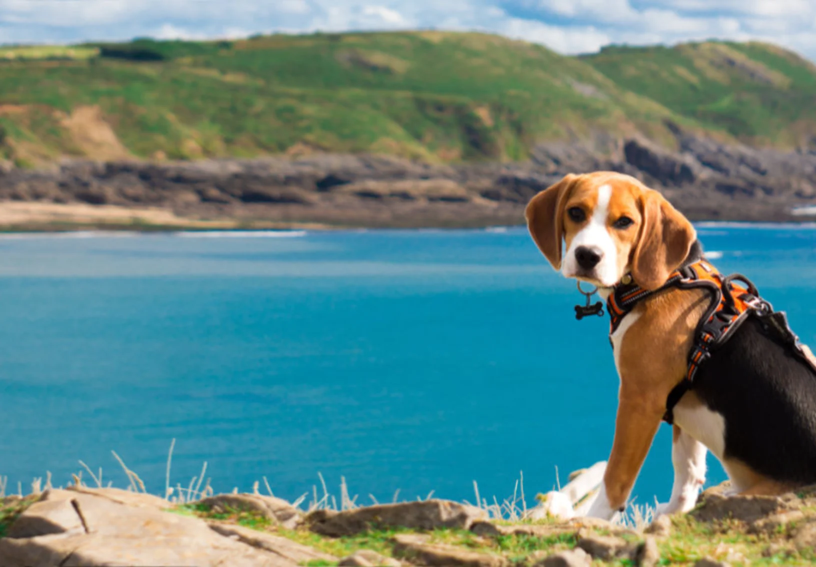 Dog Sitting by the Coast