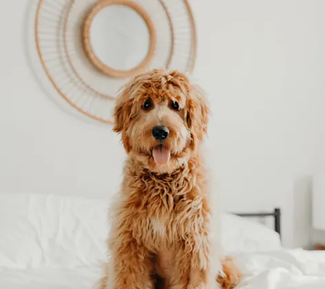 Mission Veterinary Emergency & Specialty for Internal Medicine - dog sitting down on a white bed Mission Veterinary Emergency & Specialty for Internal Medicine - dog sitting down on a white bed