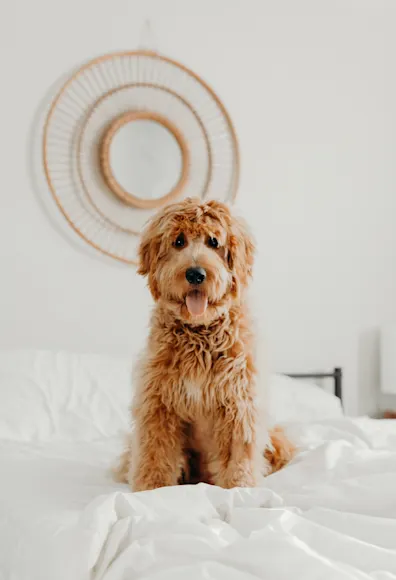 Mission Veterinary Emergency & Specialty for Internal Medicine - dog sitting down on a white bed Mission Veterinary Emergency & Specialty for Internal Medicine - dog sitting down on a white bed