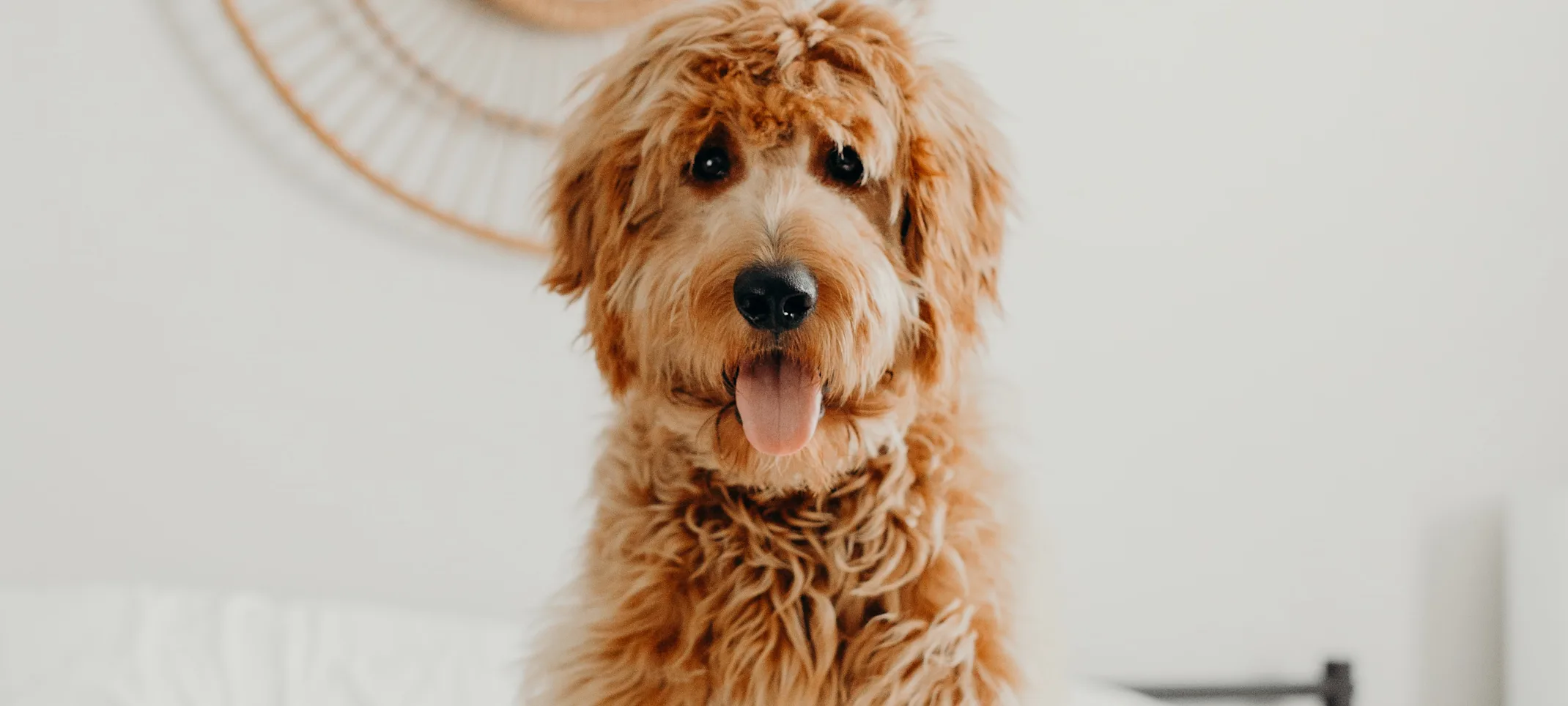 Mission Veterinary Emergency & Specialty for Internal Medicine - dog sitting down on a white bed Mission Veterinary Emergency & Specialty for Internal Medicine - dog sitting down on a white bed