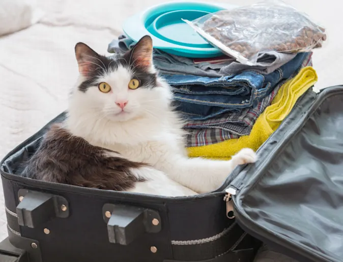 A cat sitting in luggage. A cat sitting in luggage.