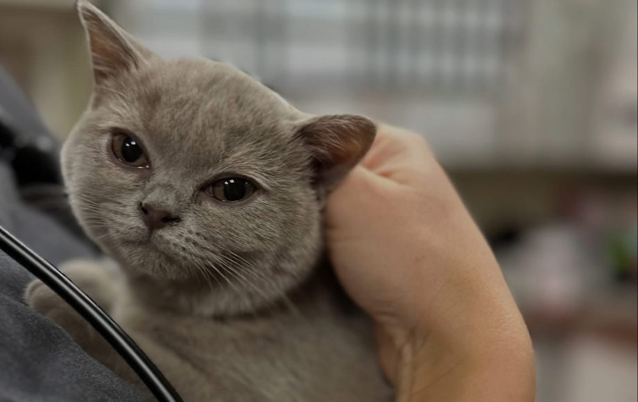 Staff member holding a cat
