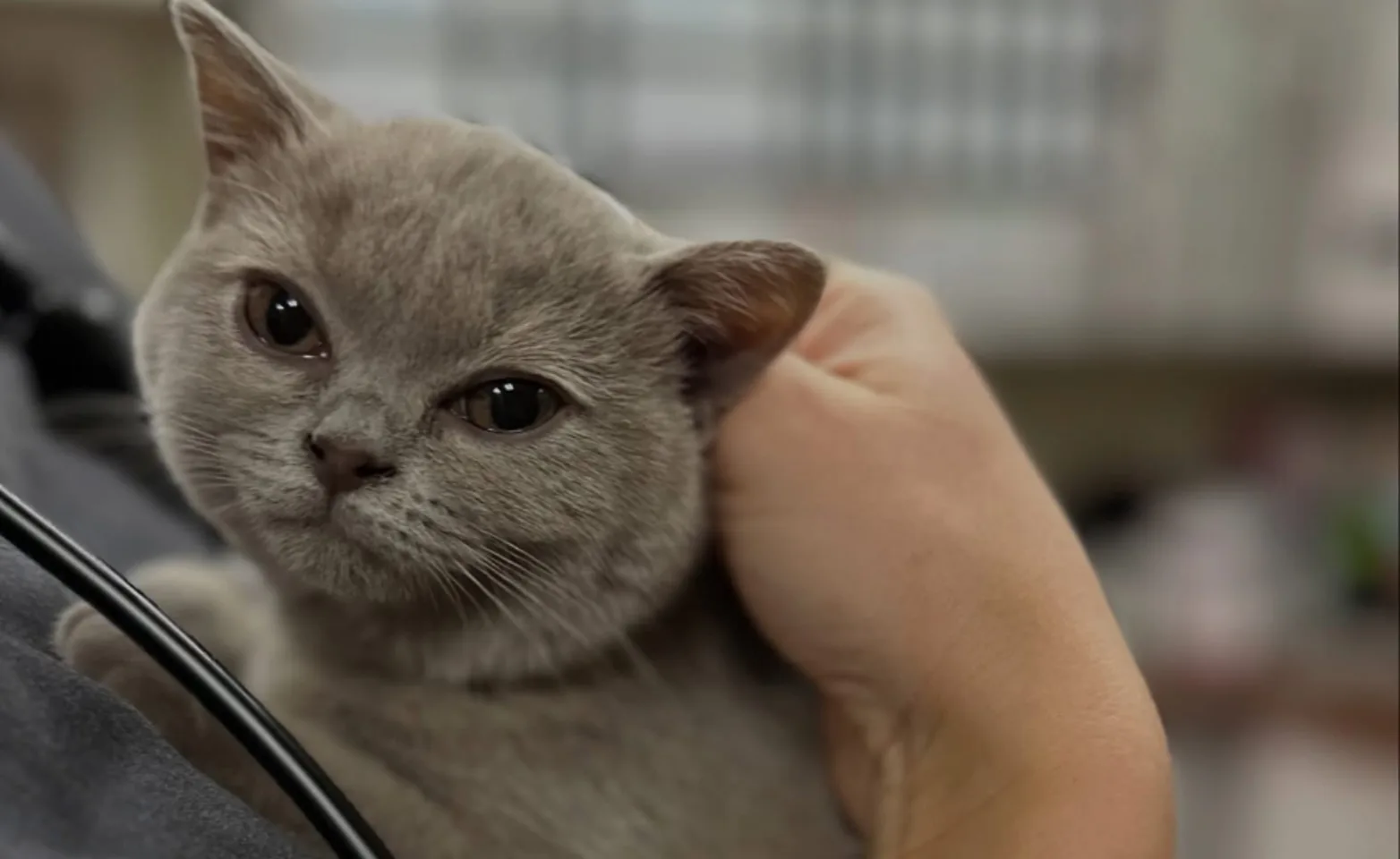 Staff member holding a cat Staff member holding a cat