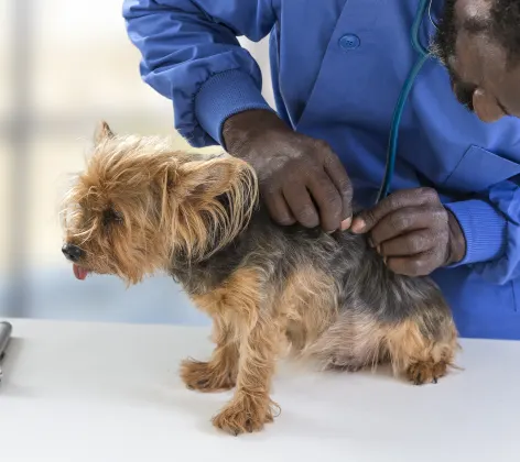 Dog on table being checked for ticks