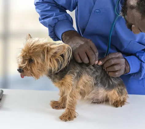 Dog on table being checked for ticks Dog on table being checked for ticks