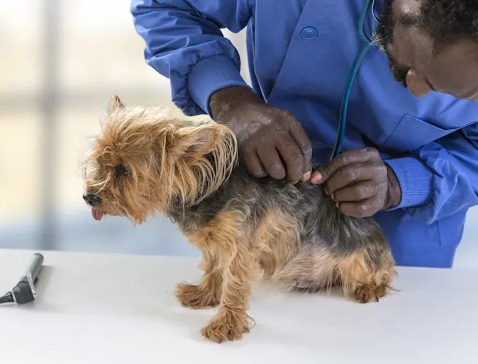 Dog on table being checked for ticks Dog on table being checked for ticks