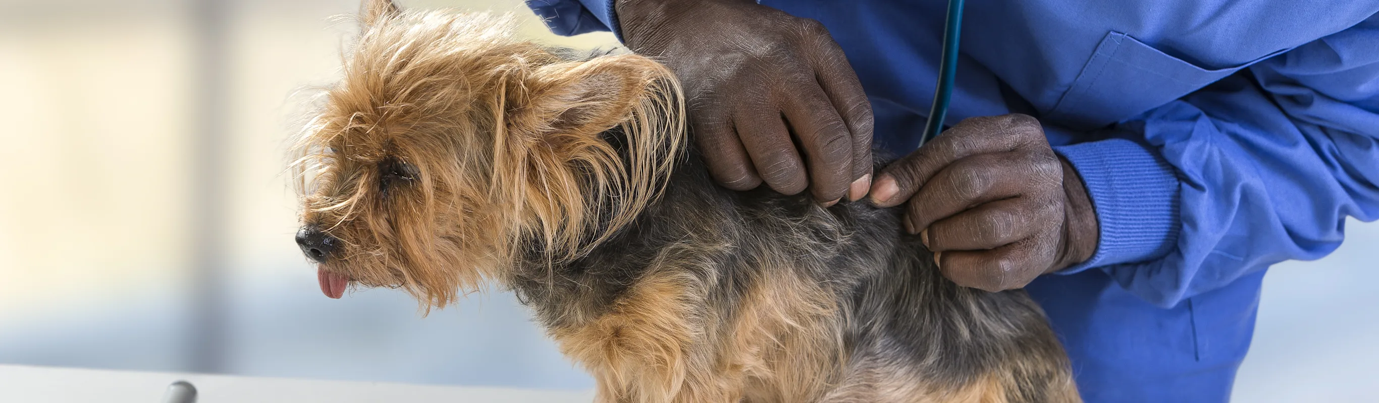 Dog on table being checked for ticks Dog on table being checked for ticks