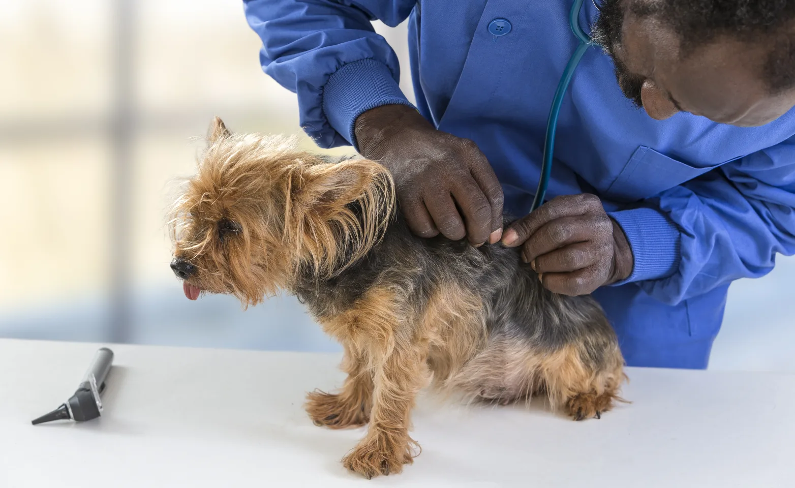 Dog on table being checked for ticks Dog on table being checked for ticks