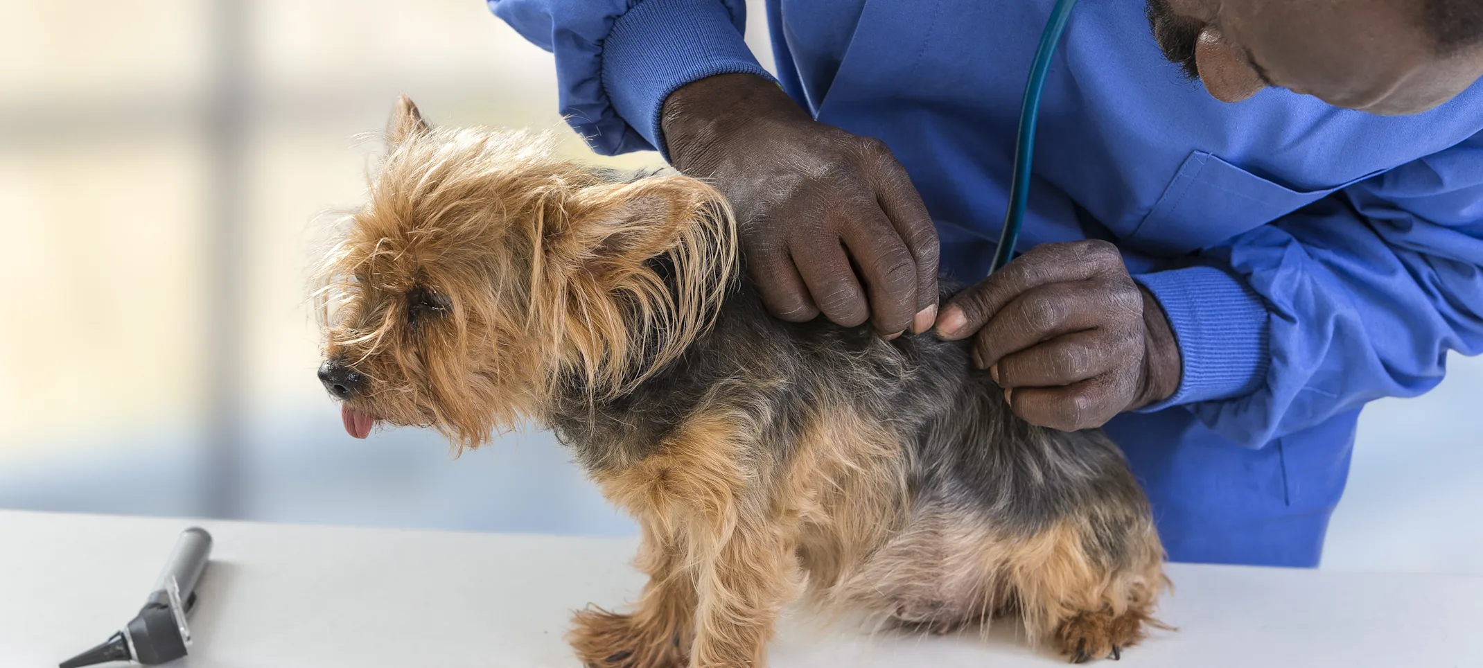 Dog on table being checked for ticks Dog on table being checked for ticks