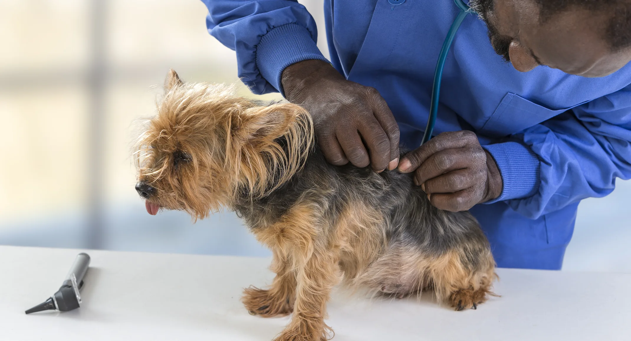 Dog on table being checked for ticks Dog on table being checked for ticks