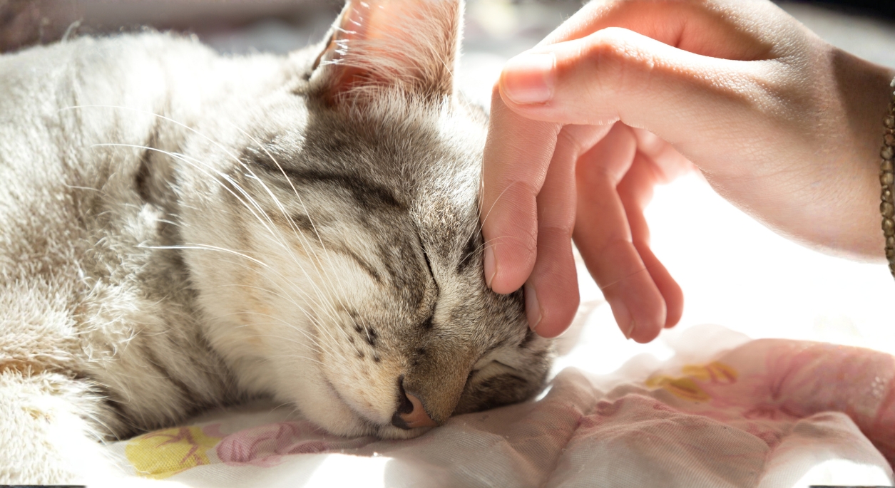 Woman's hand stroking grey kitten's face