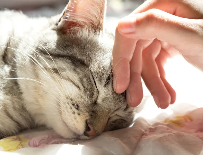 Woman's hand stroking grey kitten's face Woman's hand stroking grey kitten's face