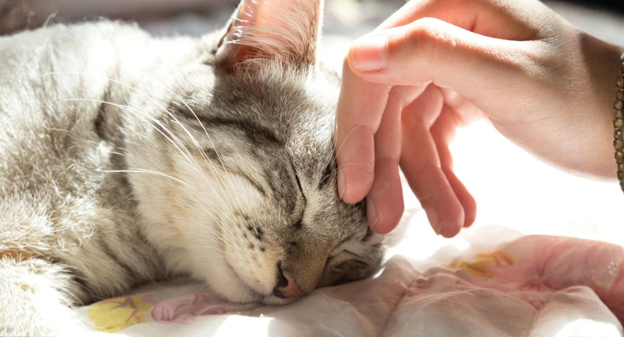 Woman's hand stroking grey kitten's face Woman's hand stroking grey kitten's face