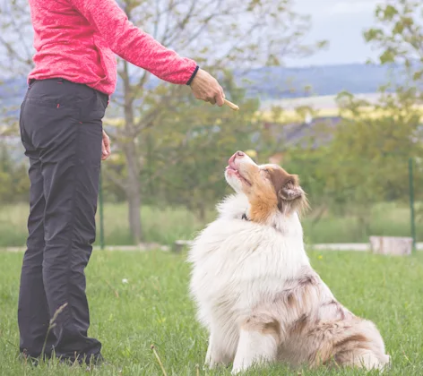 Border Collie is being taught how to sit from trainer. Border Collie is being taught how to sit from trainer.