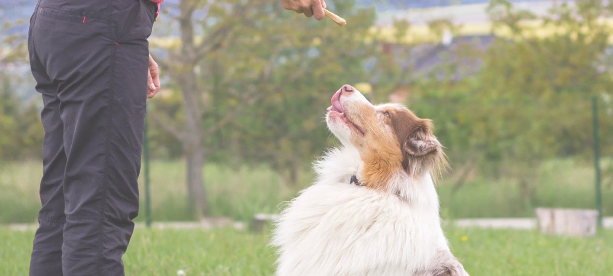 Border Collie is being taught how to sit from trainer. Border Collie is being taught how to sit from trainer.