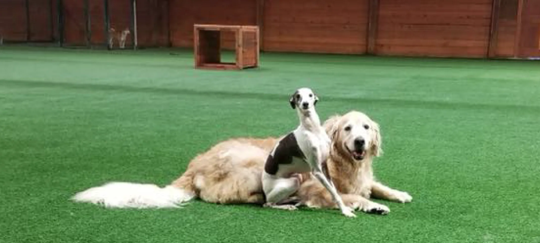 Dogs laying in grass at The Pet Ranch day care