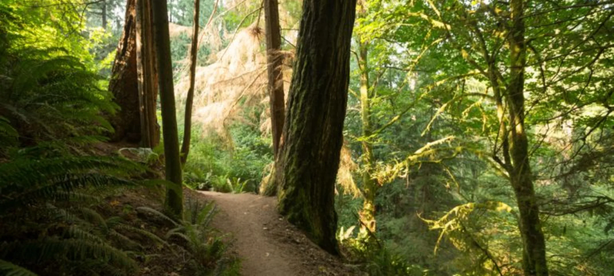 a photo of point defiance's park and hiking trail a photo of point defiance's park and hiking trail