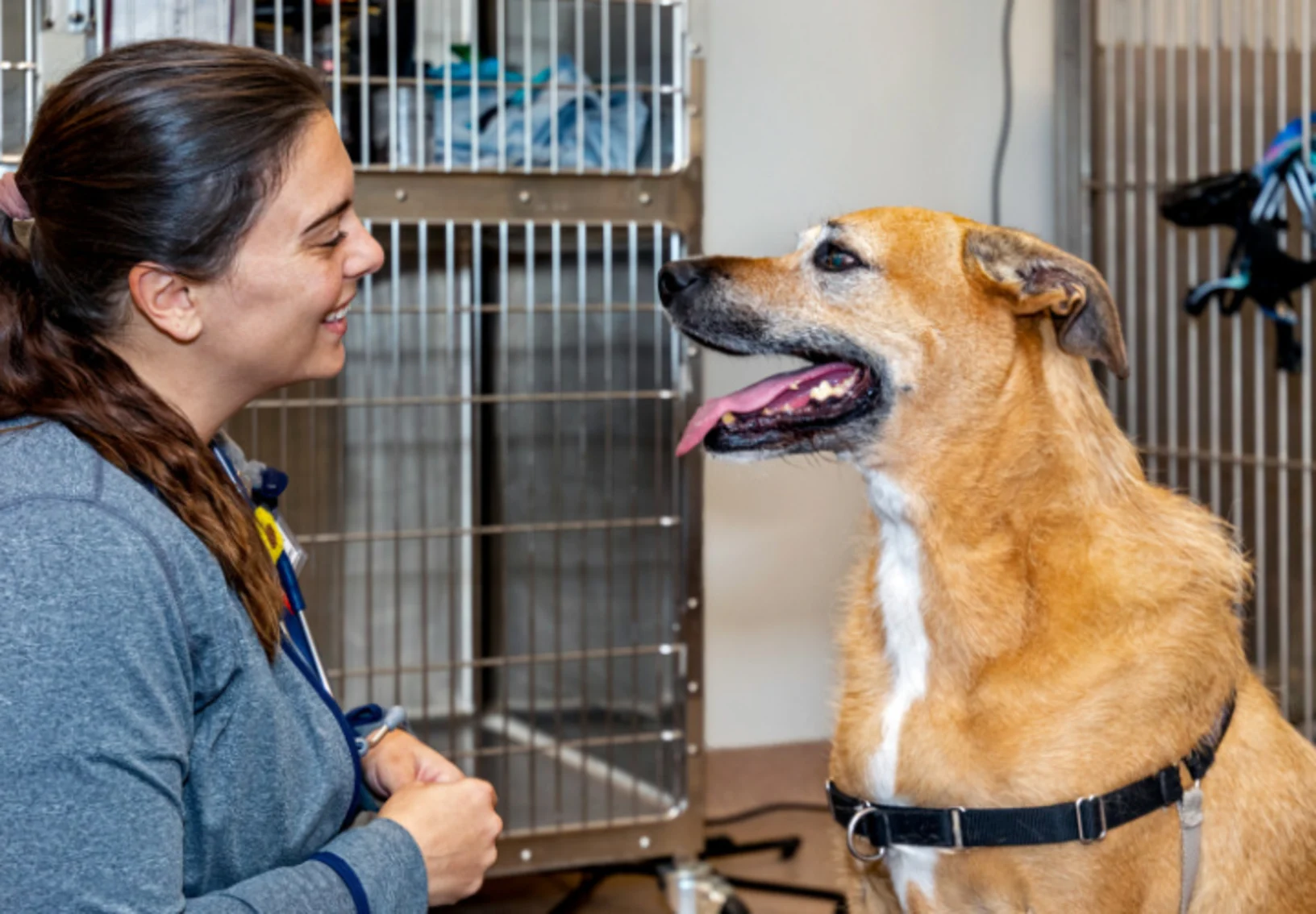 Staff Smiling at Dog at Animal Specialty & Emergency Center of Brevard Staff Smiling at Dog at Animal Specialty & Emergency Center of Brevard